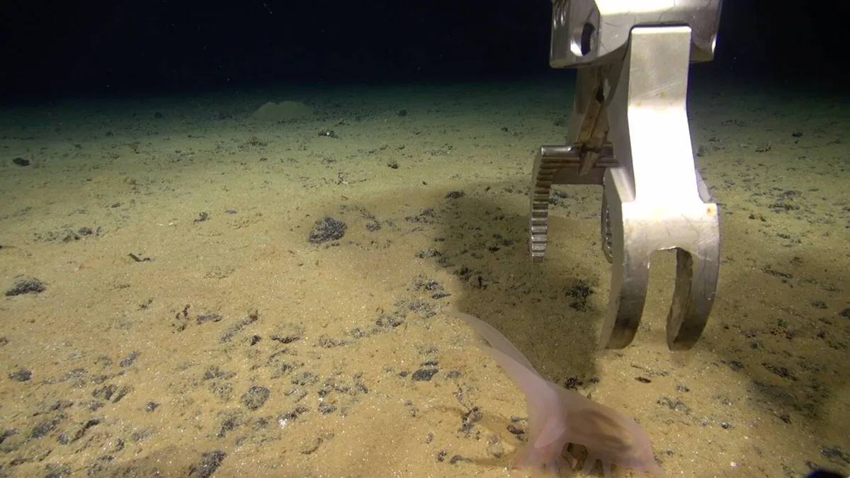 Argentina se sumerge a 2.000 metros en un cañón submarino inexplorado y encuentra 27 pruebas de que algo llegó antes