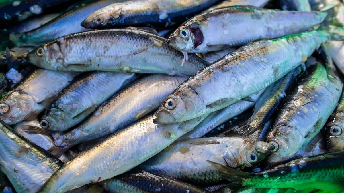 Fischfang: Heringsfischerei in der Ostsee – Kritik an EU-Plänen wächst