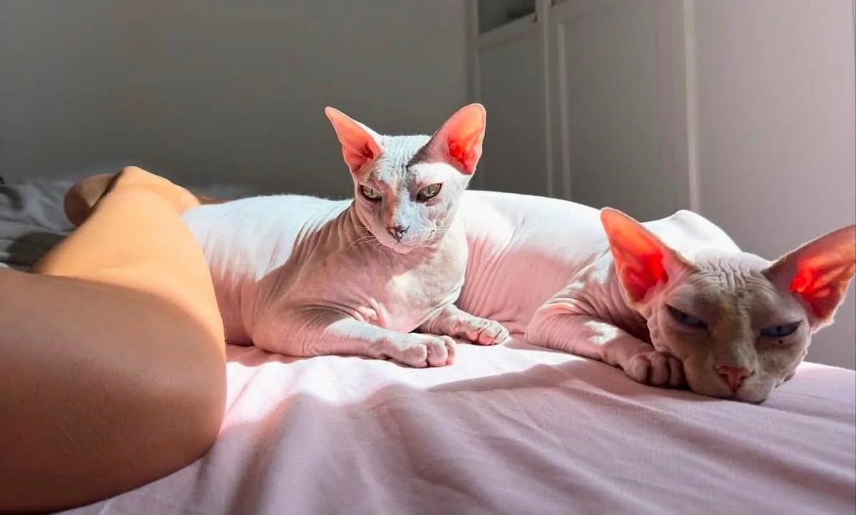 Dois gatos-esfinge roubados em Lisboa. Recompensa já vai em mil euros