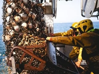 REPORTAGE. On a embarqué sur l’« Arco Iris » pour pêcher la coquille Saint-Jacques, le trésor de cette baie bretonne