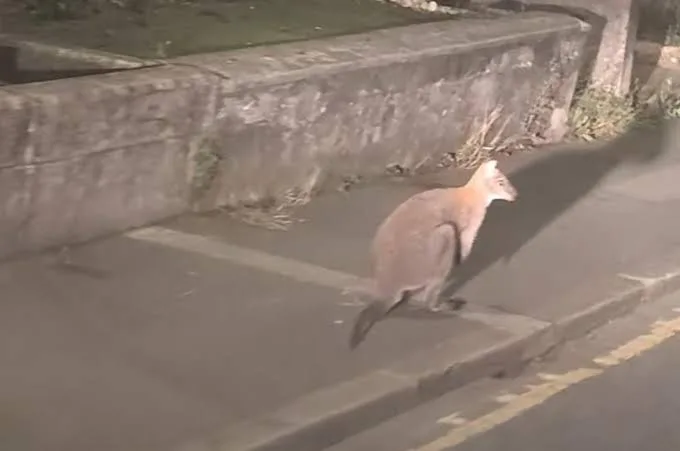 Filhote de canguru é flagrado vagando por rua na Inglaterra; veja vídeo