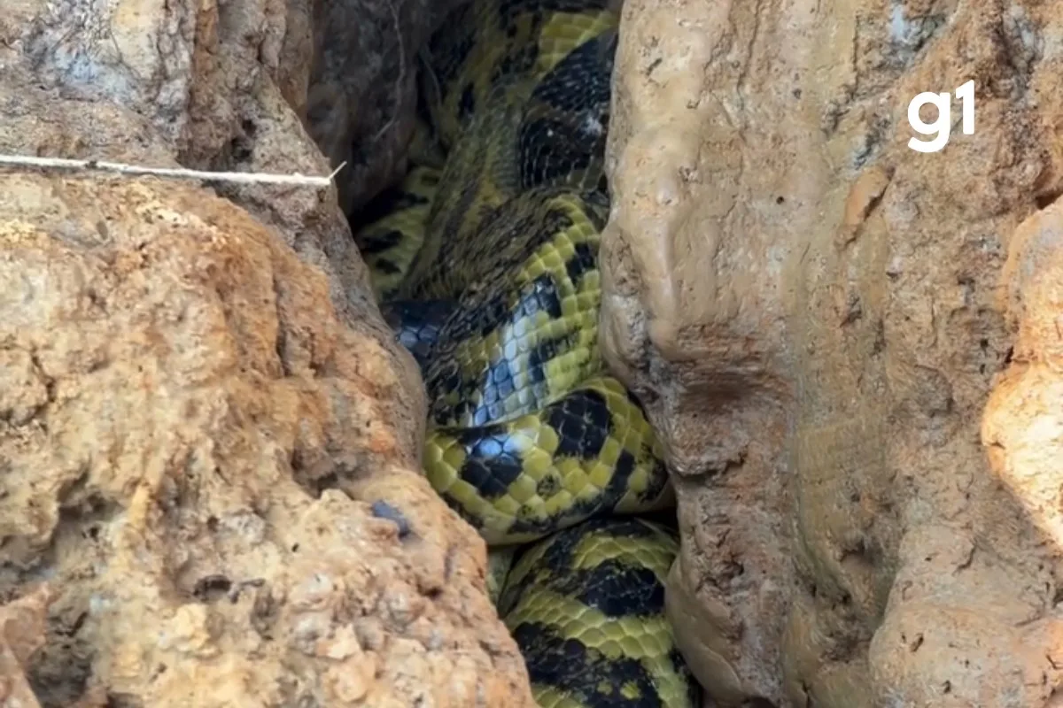 VÍDEO: sucuris aparecem entrelaçadas fora da época de acasalamento no Pantanal de MT; bióloga explica