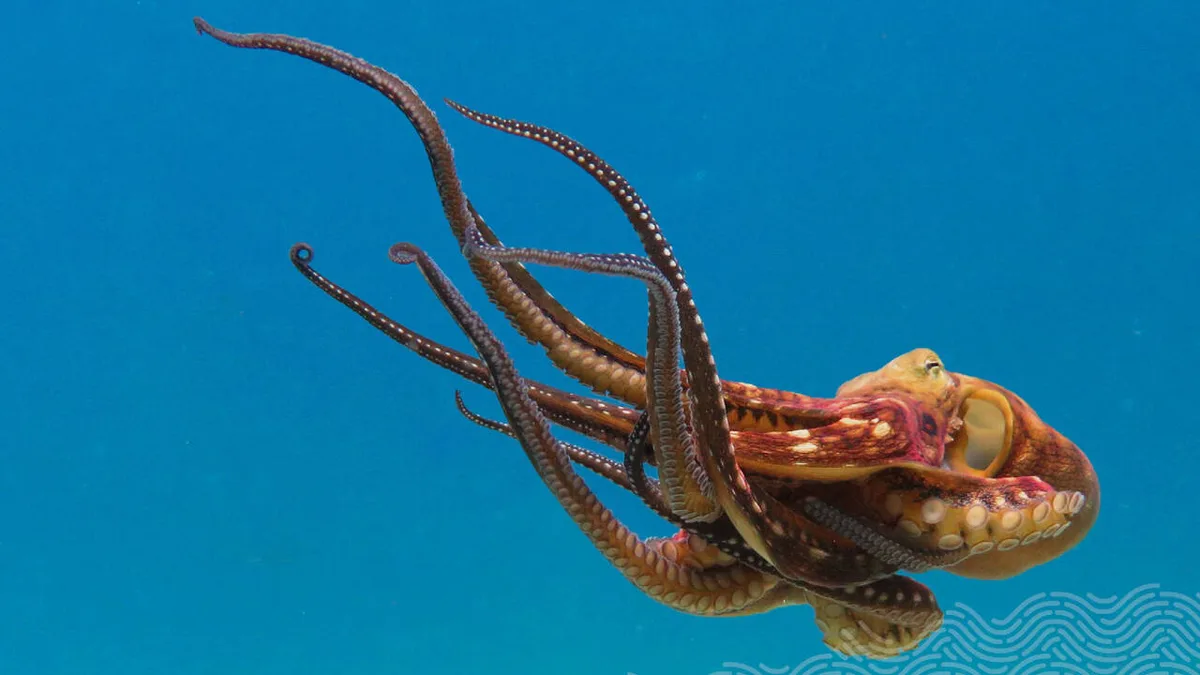 Google cofounder Larry Page’s wife’s company has donated over $120m in ocean projects