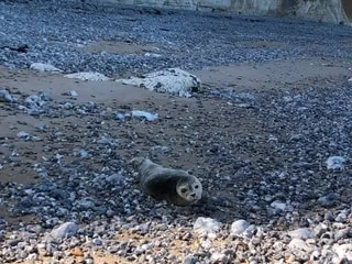 Un bébé phoque blessé et échoué sur la plage près de Fécamp secouru par les pompiers et les sauveteurs en mer