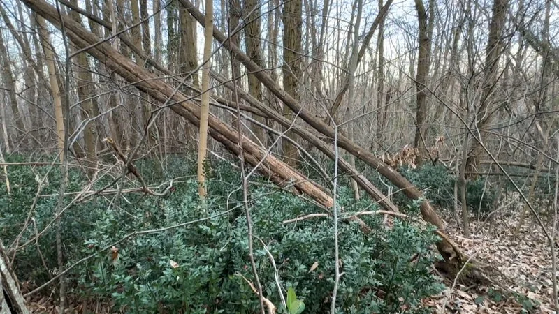 Changement climatique, bioagresseurs... Comment la mortalité des arbres en France a-t-elle doublé en dix ans?