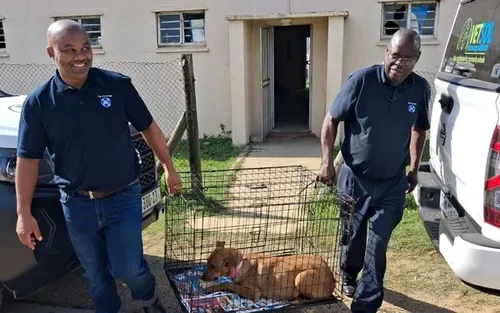 Cape Town spends R850,000 to sterilise 1,500 dogs and cats in latest drive