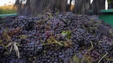 "Il y a toujours un risque" : à Correns, dans le Var, les vendanges débutent avec amertume après les incendies