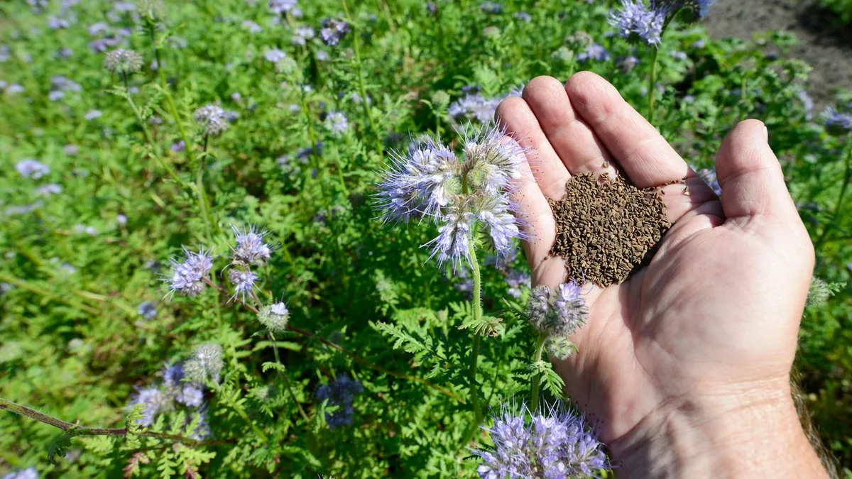 Nach der Ernte: Gründünger statt Pferdemist: Wie Sie mit Phacelia die Bodenqualität verbessern