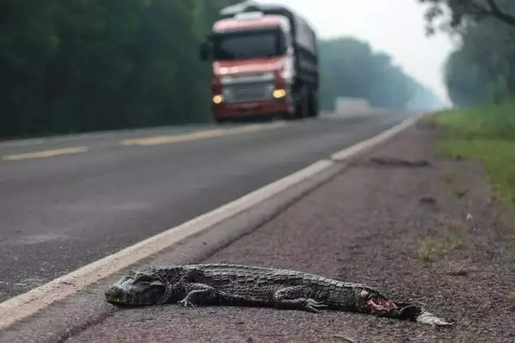 Cercas reduzem atropelamentos de jacarés em 70%, mas efeito varia entre espécies