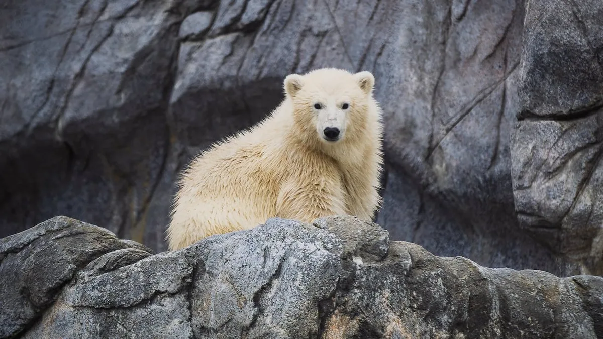 Winnipeg zoo's newest orphaned polar bear cub now has a name: Mantayo