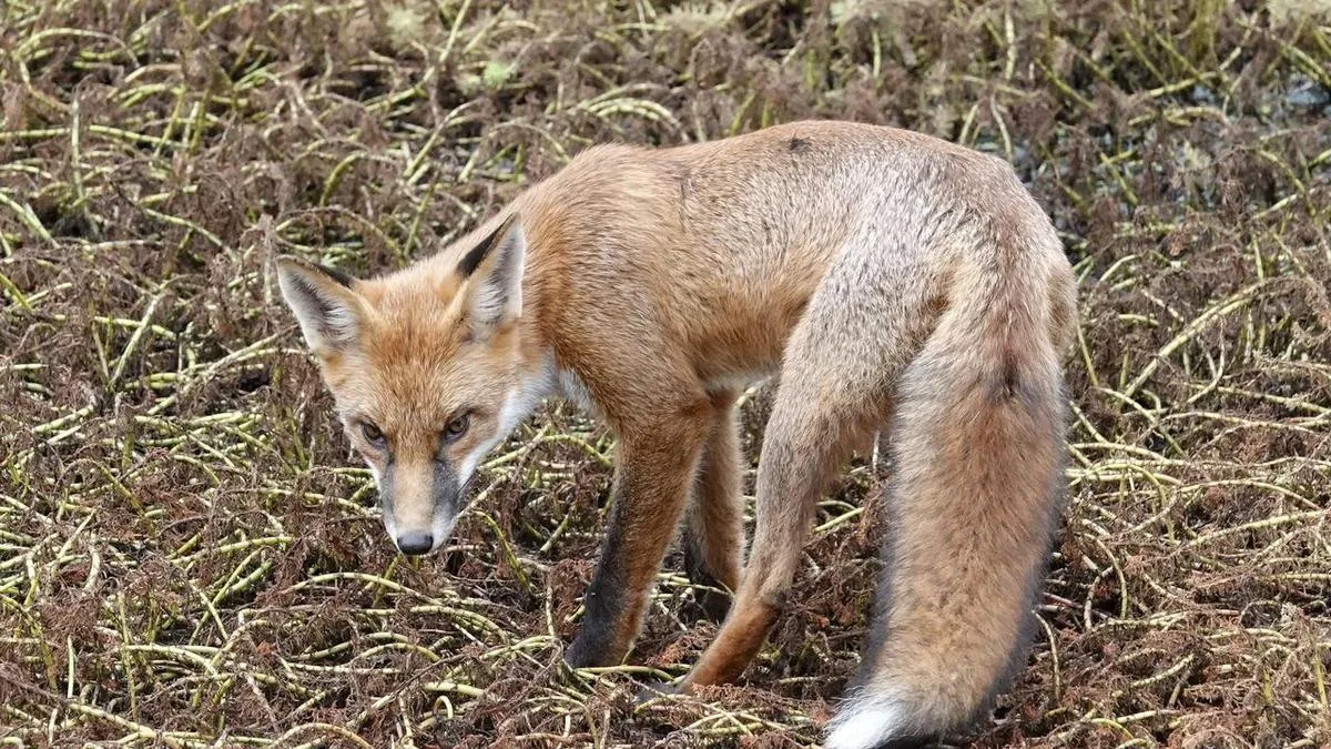 Fox control strategy overhaul amid bird flu fears