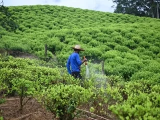 En Colombie, le mot «paysan» en passe de devenir indésirable