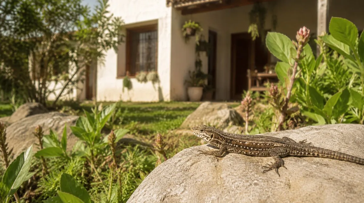 Ver lagartijas en la casa o el jardín durante septiembre: qué significa y por qué es bueno