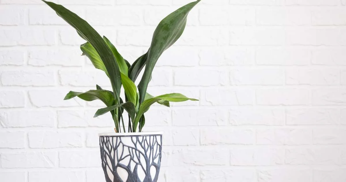 Aspidistra: conheça a planta resistente que vive bem dentro de casa