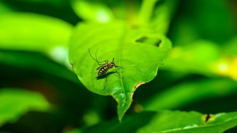 Neuf personnes atteintes du virus du Nil occidental aux Pays-Bas après une piqûre de moustique infecté