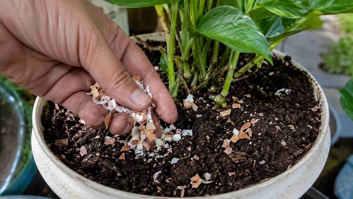 Cuide da semente e plante-a