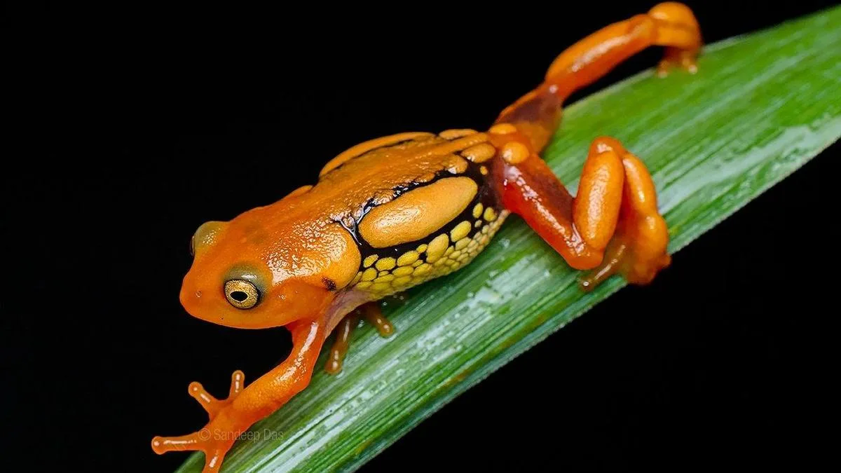 Amphibian and reptile survey in Munnar Wildlife Division from September 3 to 6
