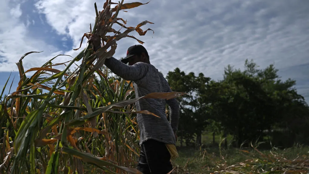 El Niño: «On s’attend à ce que son effet soit particulièrement dévastateur cette année»
