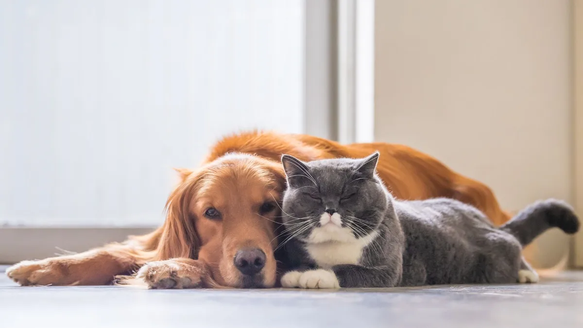 Sacrifican a más de 14 mil perros y gatos en Zapopan en cuatro años: forman jaurías, dice Protección Animal