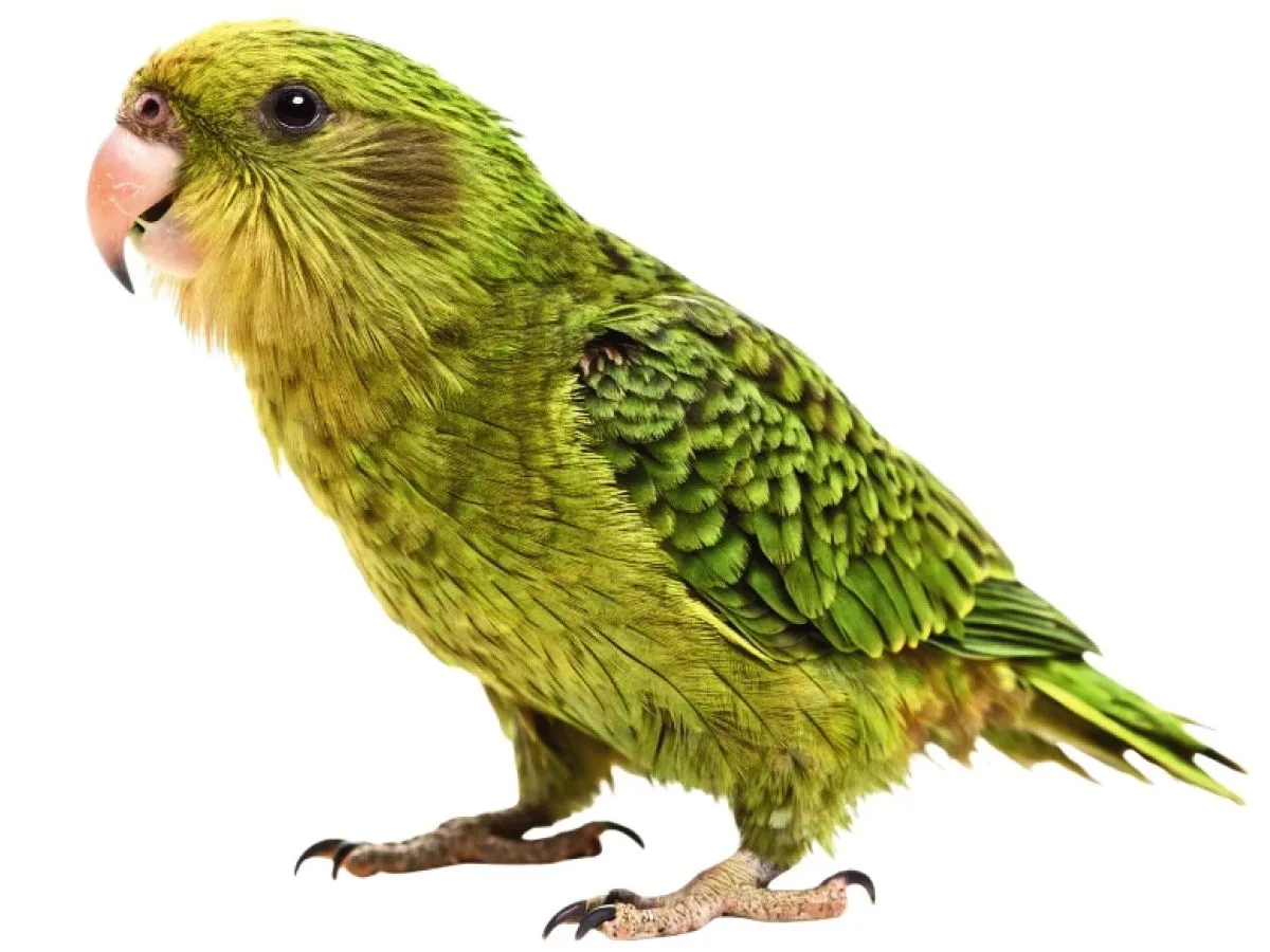 Moins surveillé, le kakapo se porte mieux