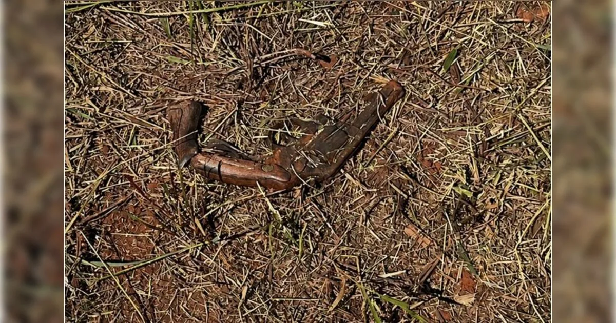 Morador encontra revólver abandonado às margens da PR-444 em Arapongas