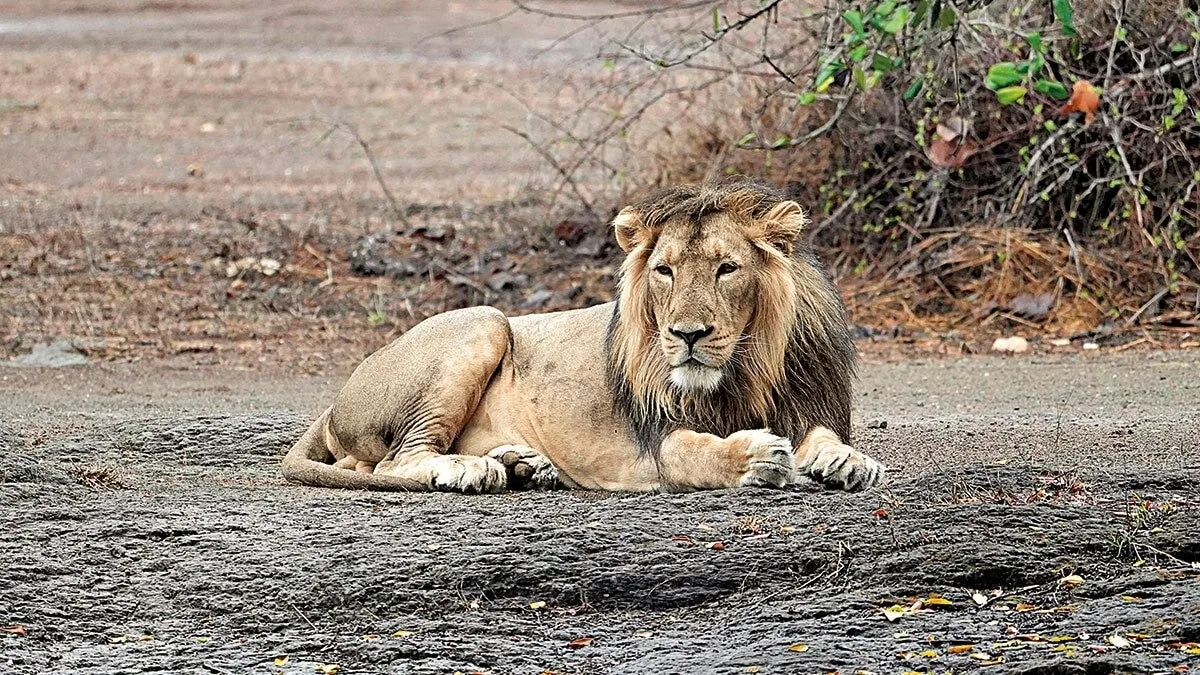 10 lions found dead in Tanzania's Ngorongoro Reserve, poisoning suspected