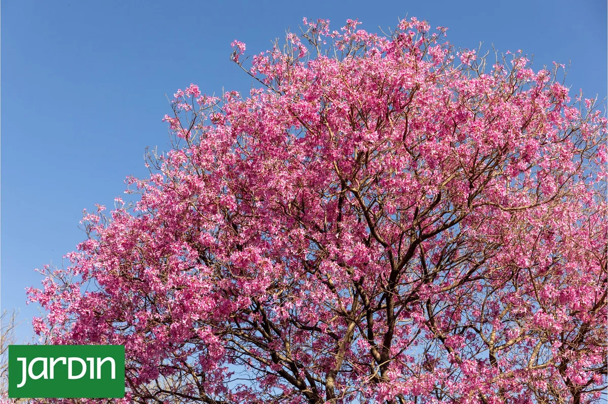 Seis árboles nativos argentinos que favorecen la biodiversidad en jardines y ciudades