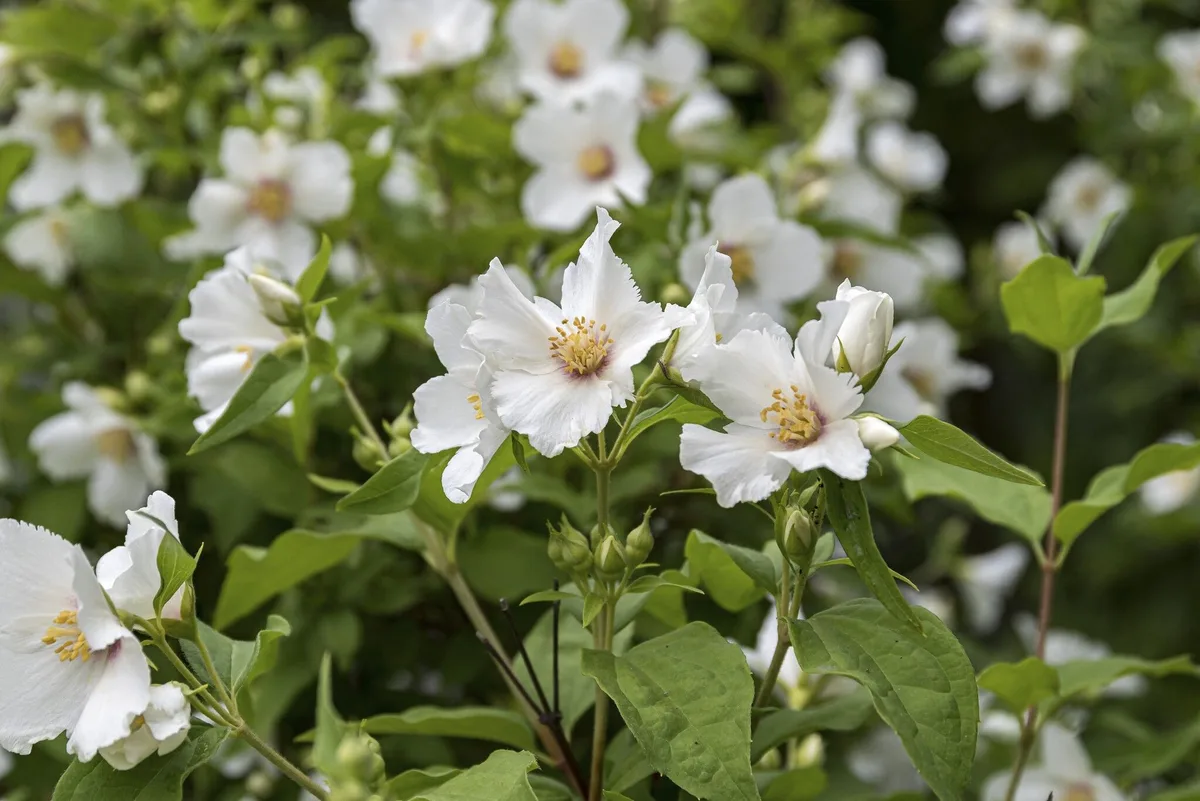 Élu plante de l’année 2025, ce seringat va devenir la star de nos jardins