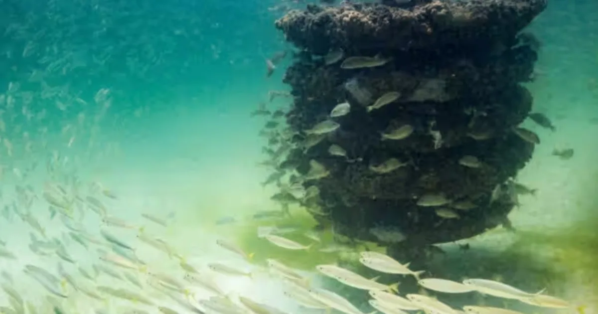 Un robot inspeccionó 41 componentes submarinos bajo cinco turbinas eólicas gigantes escocesas y contabilizó 121 formas de vida, desde estrellas de mar hasta posibles corales de aguas profundas