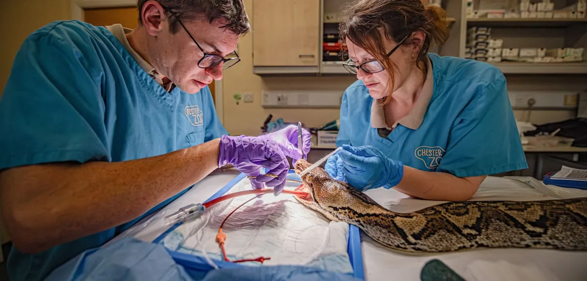 Python „Jodie Foster“ mit Elektrochemotherapie erfolgreich gegen Krebs behandelt