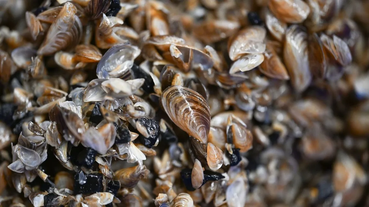 Muschelinvasion: Debatte um Schutz vor Quagga-Muschel am Königssee