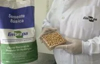 Algodão: Brasil exporta 3,37 milhões de toneladas e bate recorde