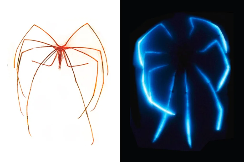 Essa aranha marinha gigante ilumina as profundezas do oceano australiano