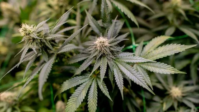 Illegale Cannabisplantage: Polizei stellt 600 Cannabispflanzen bei Durchsuchung sicher