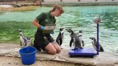 London Zoo animals hop on scales for weigh-in