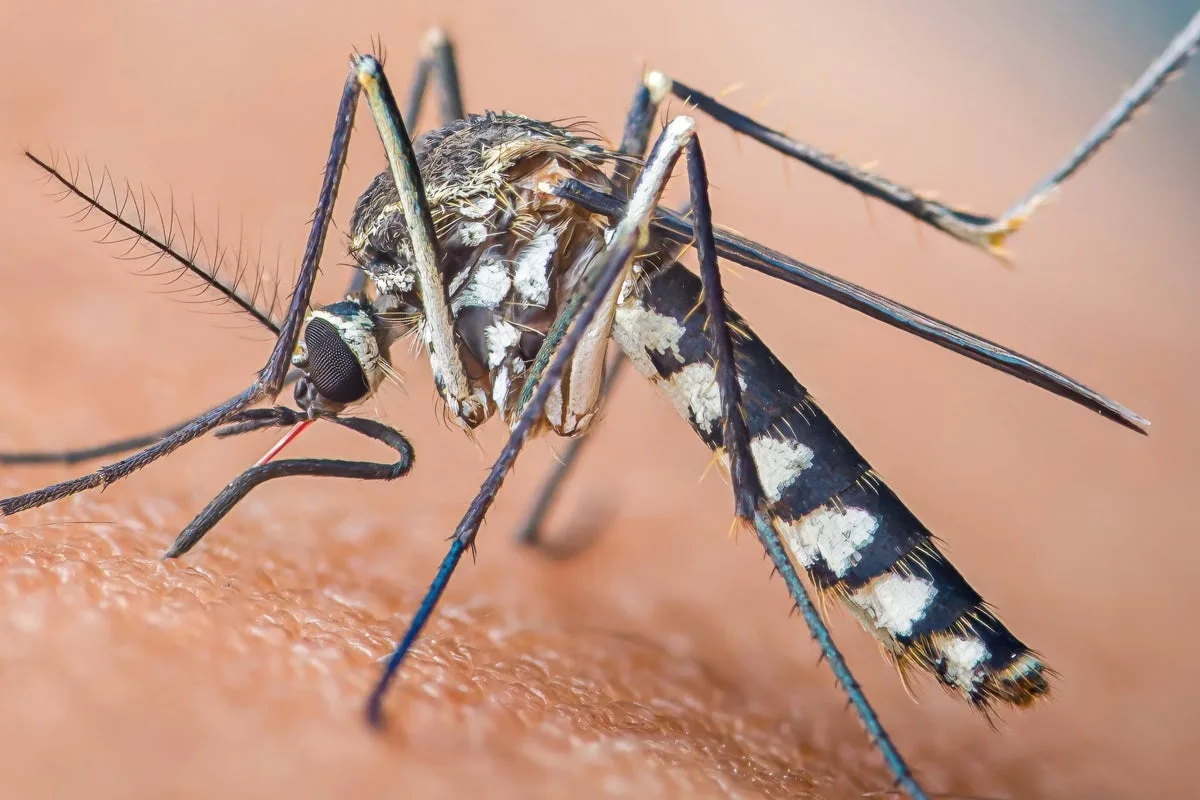 Zika virus mosquito found breeding in east London in UK first