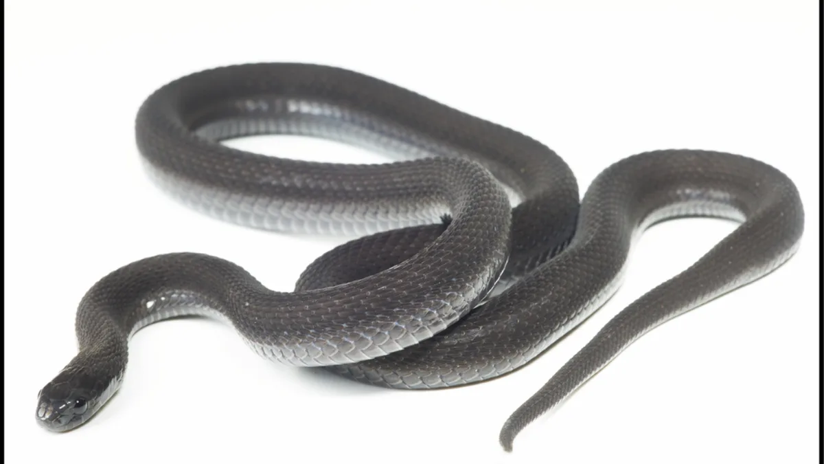 New snake discovered in Ethiopia after seven years of research