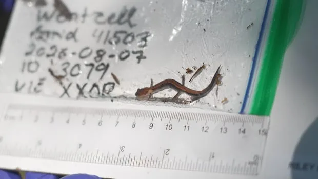 What these salamanders could tell us about the health of Nova Scotian forests
