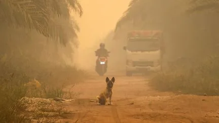 Plus de cinq millions de personnes exposées aux fumées à cause d'incendies en Indonésie, les autorités intensifient leur lutte contre les feux