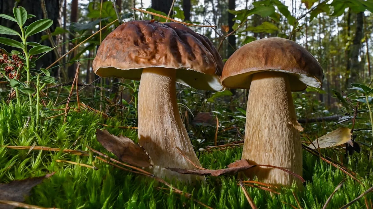 Steckbrief - Alles Wissenswerte zum Steinpilz