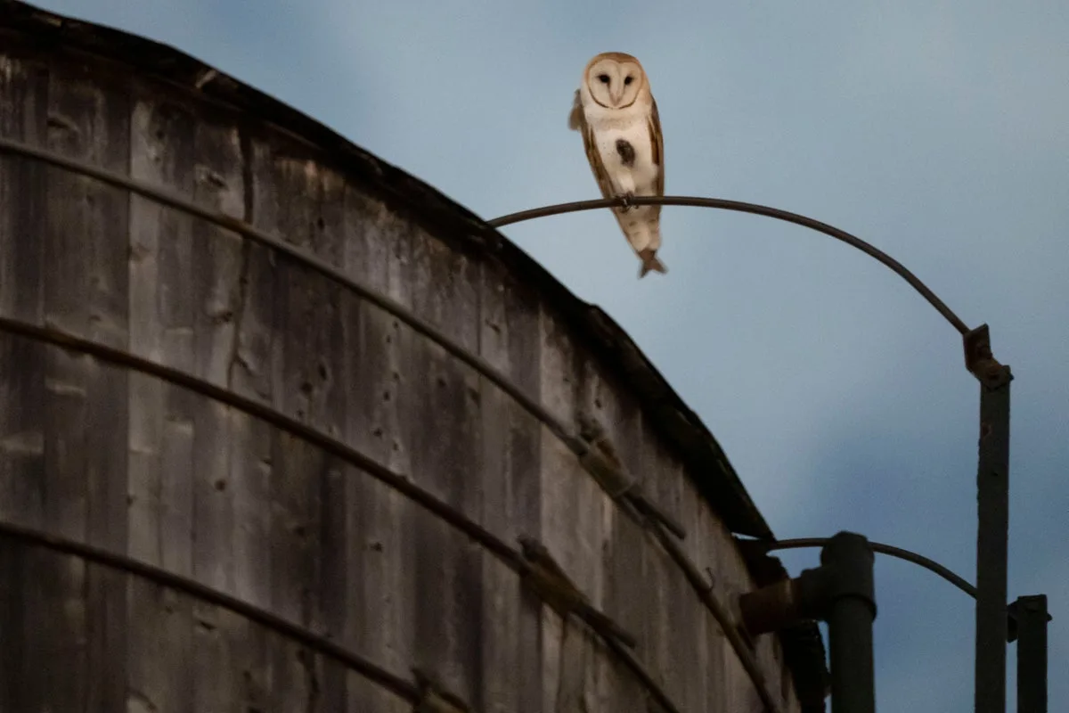 Extremely rare barn owl sighting draws crowds to New York's Upper West Side