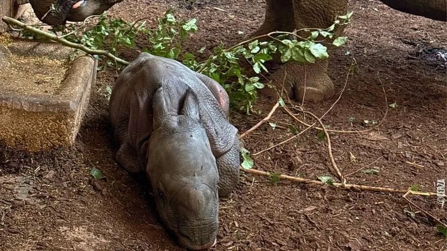 "La maman et le bébé se portent bien !" : un rhinocéros indien est né au zoo de Cerza dans le Calvados