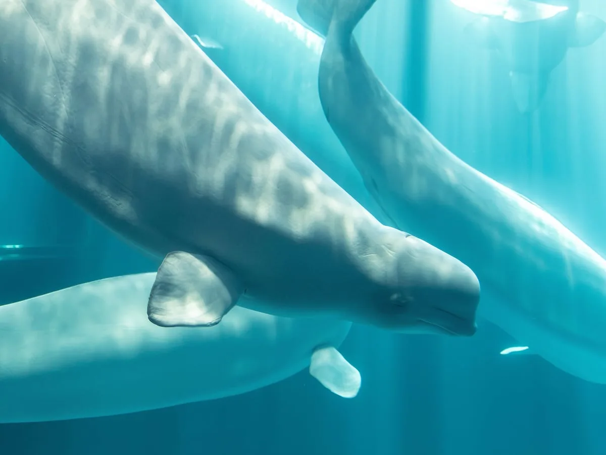Third beluga whale dies at Chicago aquarium after rescue from Canada