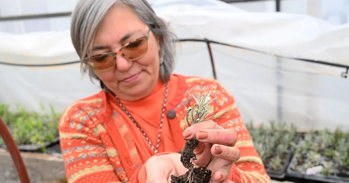 Hace 20 años apostaron por un cultivo inusual en la Patagonia y hoy venden más de 80 hierbas desde Salta a Ushuaia