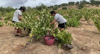Vindima com "sabor especial" após certificação de vinho de Talha de Cabeção