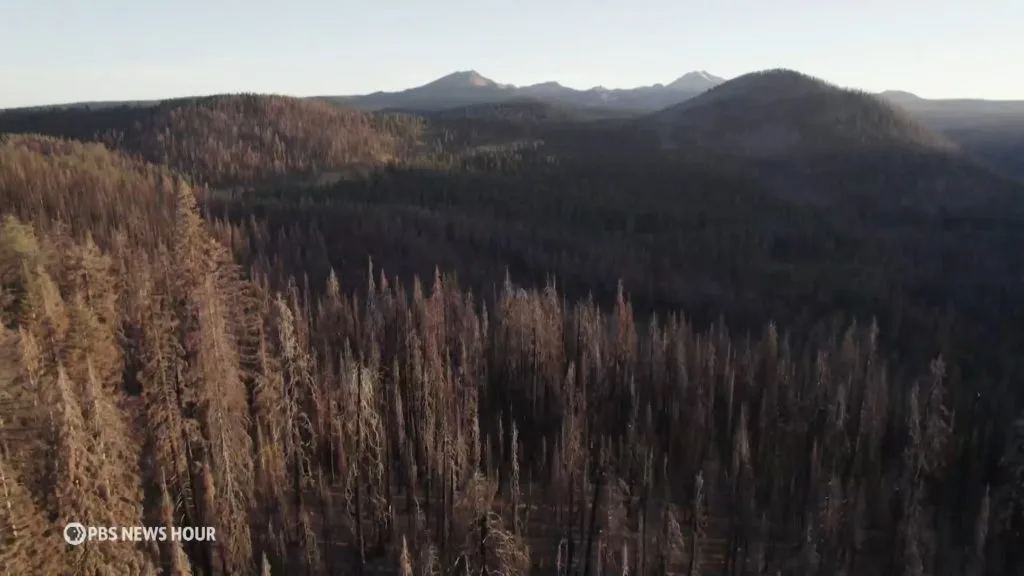 U.S. Forest Service, timber companies spraying record amounts of glyphosate in California