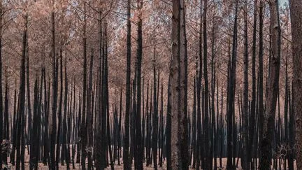 Environ 98 000 hectares ont brûlé depuis le début de l'année en France, selon l'Office national des forêts, un record depuis 1976