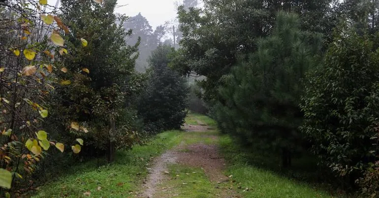 Mata do Bussaco regista melhor mês de sempre em 17 anos