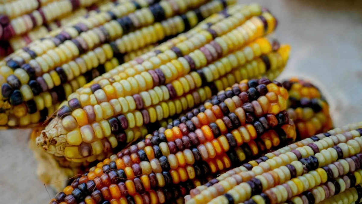 Con gorditas de carnitas y pinole: ¿Cuándo es la Feria del Maíz 2026 en los Pinos?