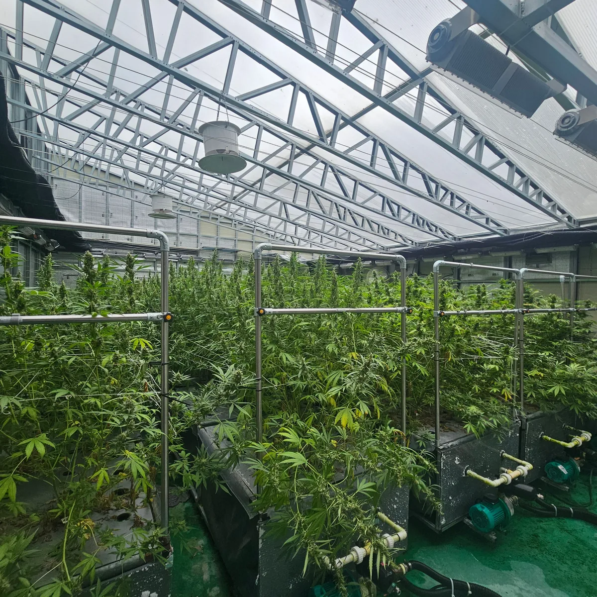 [르포] ‘마약’으로 묶였던 대마, 의약품 원료로…K바이오, 150兆 시장 상업화 길 열렸다